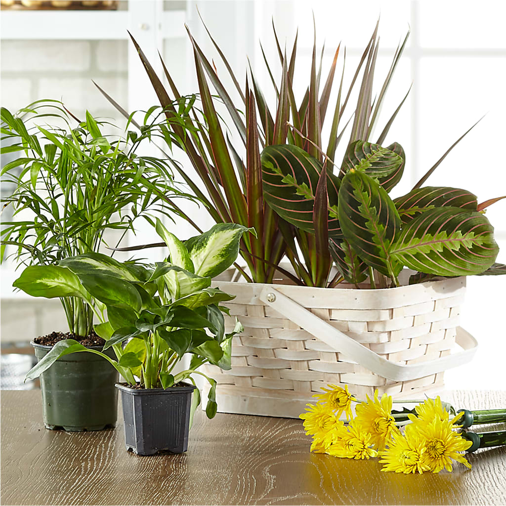 Florist Designed Blooming and Green Plants in a Basket – Flowers By Dillenbecks, Johnson City NY