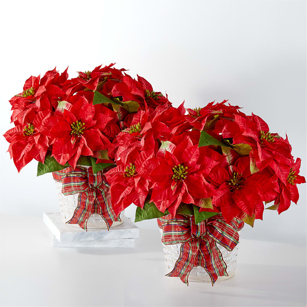 Happiest Holidays Poinsettia Bundle – Flowers By Dillenbecks, Johnson City NY
