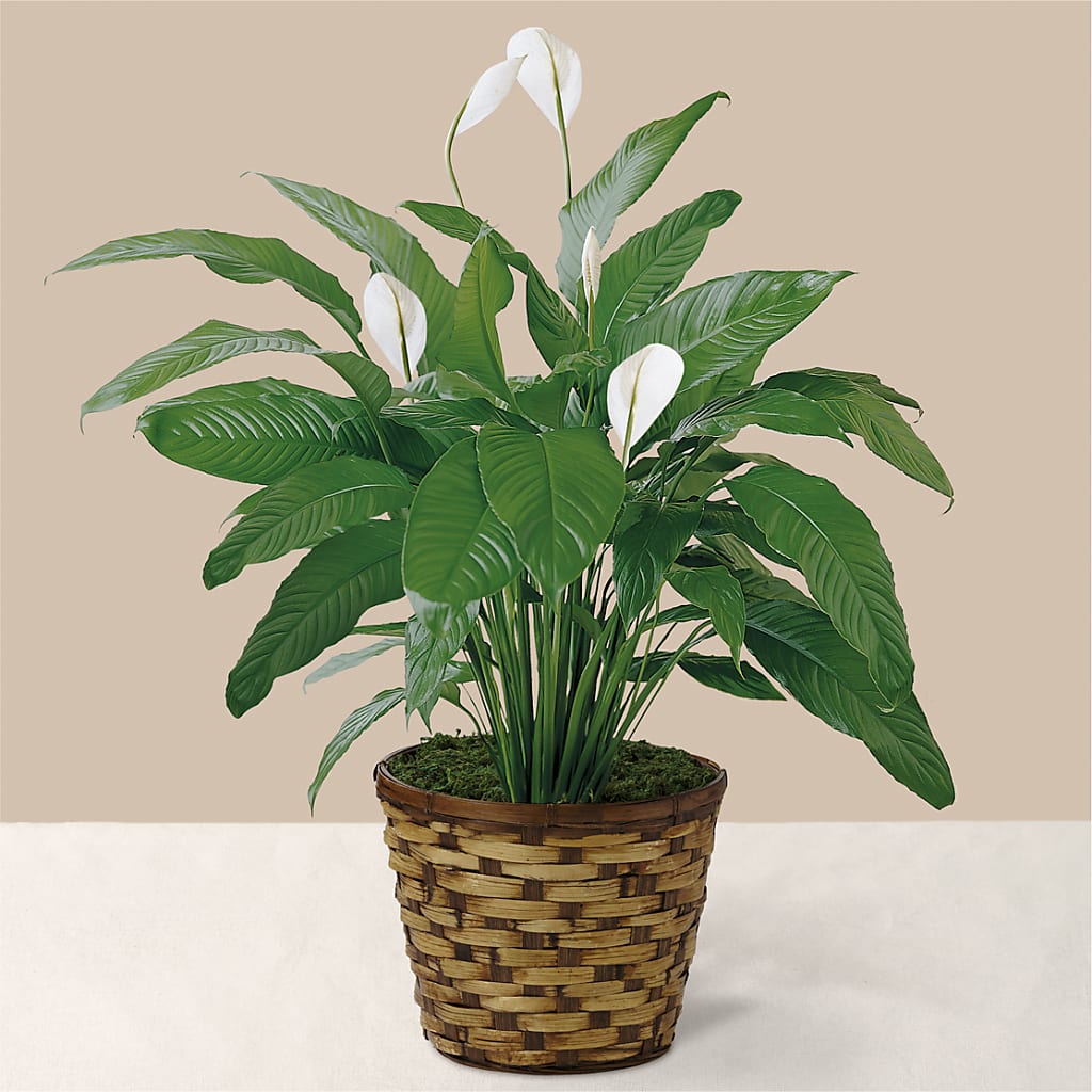 Tranquil Moments Peace Lily Plant – Flowers By Dillenbecks, Johnson City NY