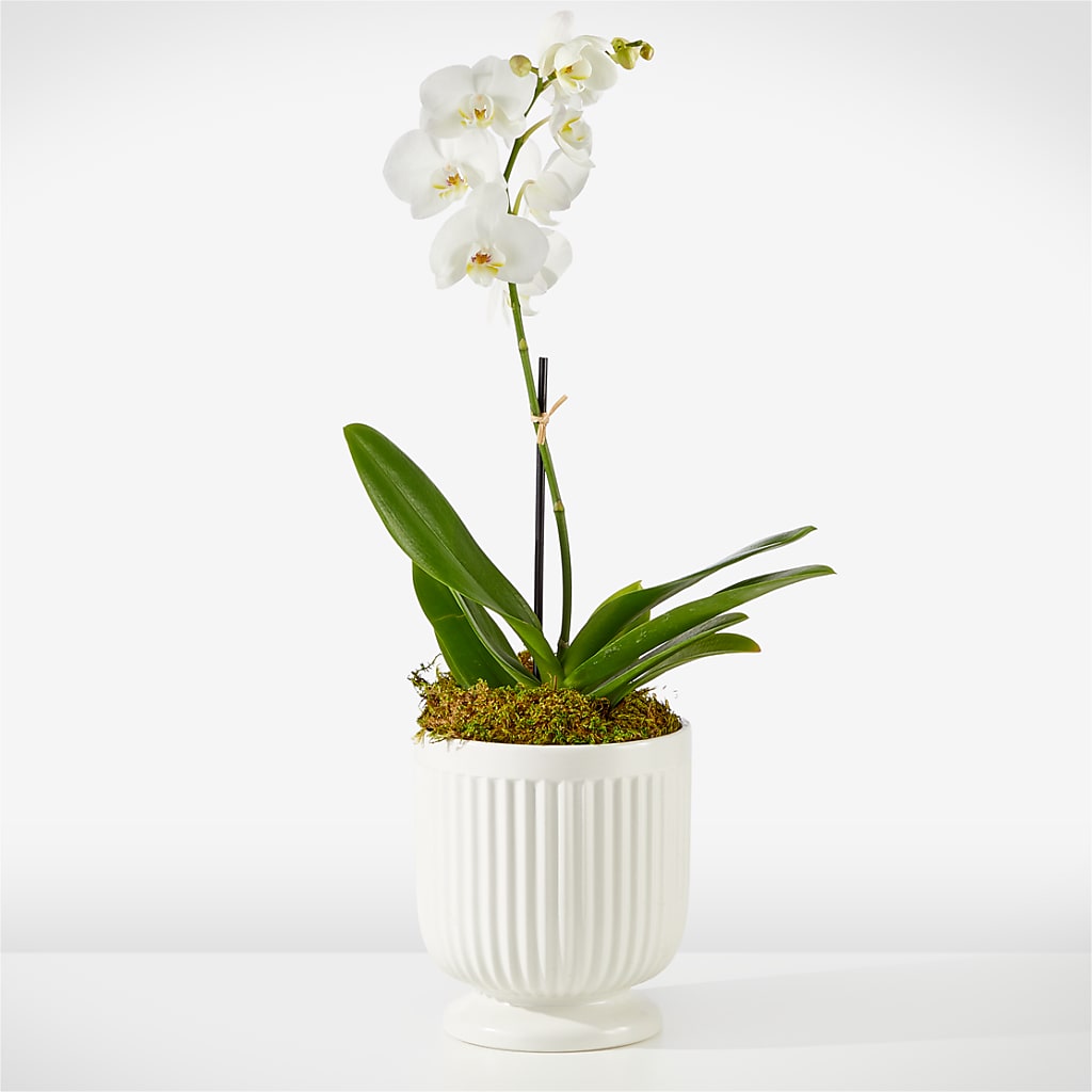 Whispering White Orchid – Flowers By Dillenbecks, Johnson City NY