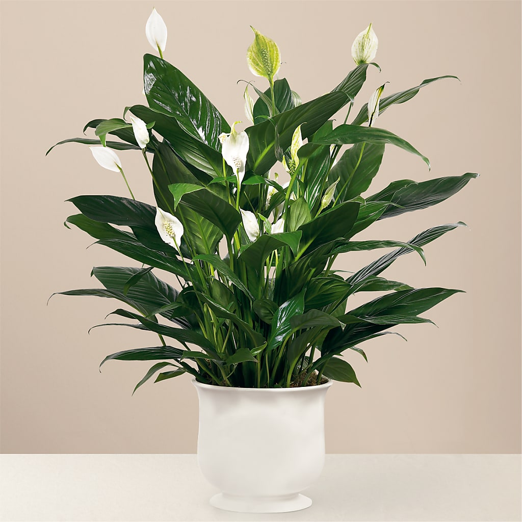 Comfort Planter – Flowers By Dillenbecks, Johnson City NY