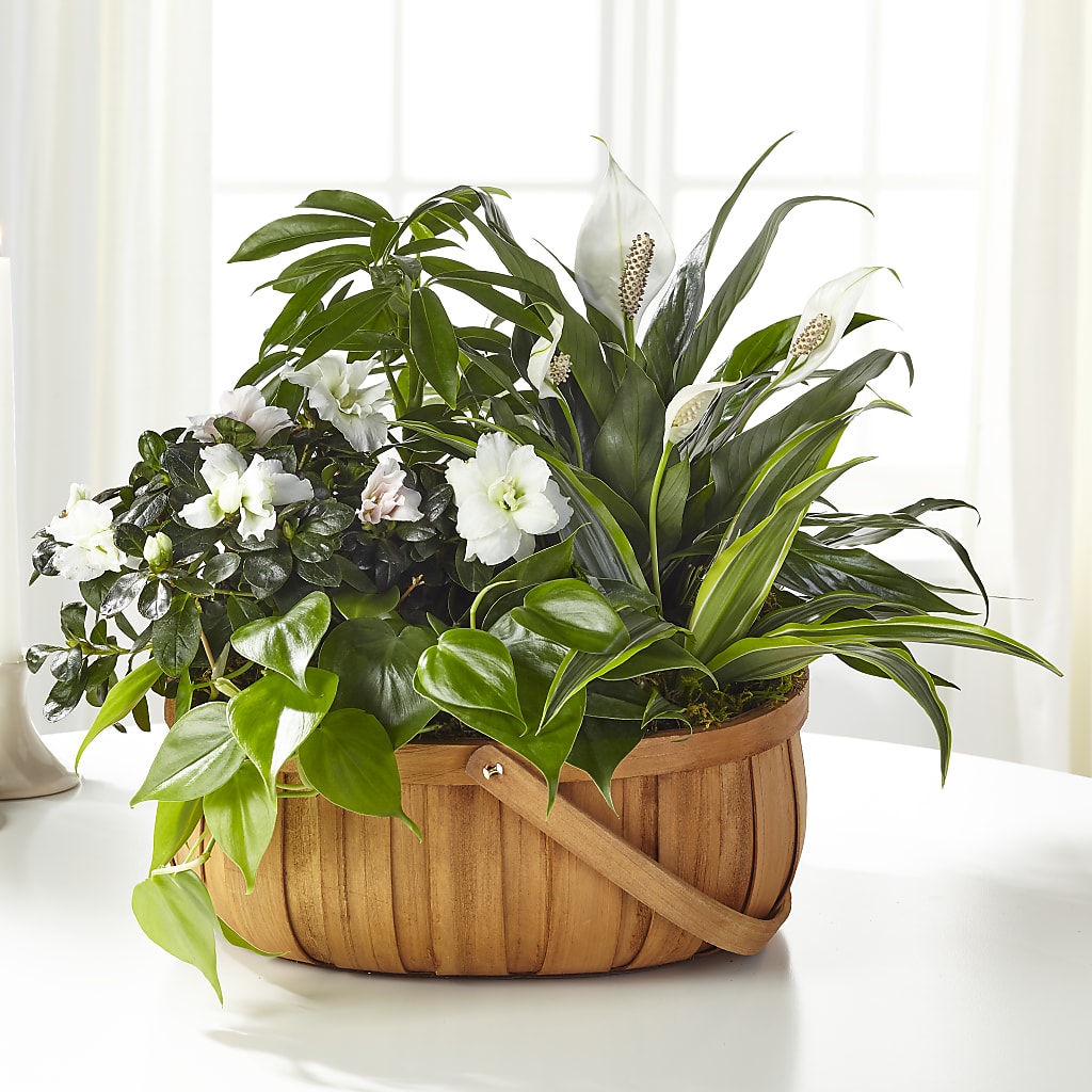 Serene Dishgarden – Flowers By Dillenbecks, Johnson City NY