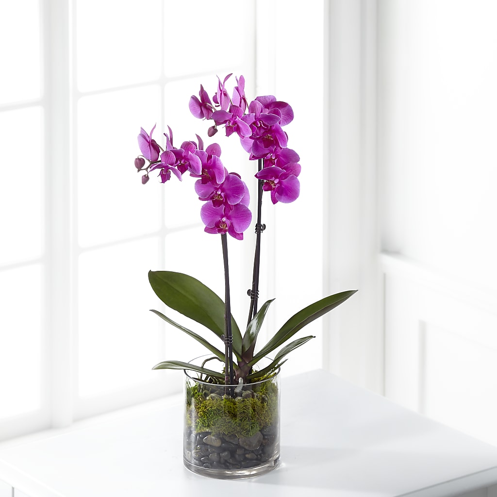 Pink Orchid Plant – Flowers By Dillenbecks, Johnson City NY