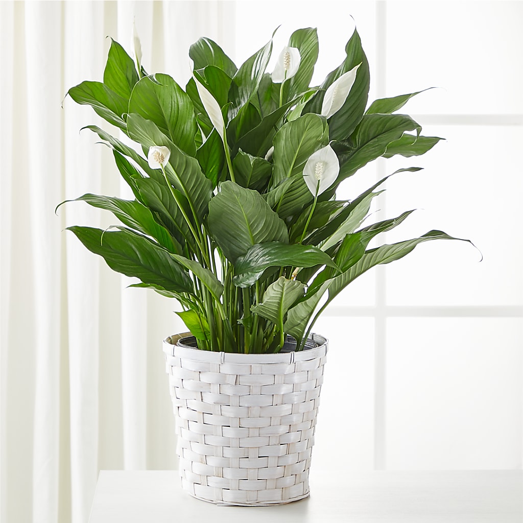 white flower indoor plant A New Leaf Peace Lily – white flower arrangement | Johnson City, NY