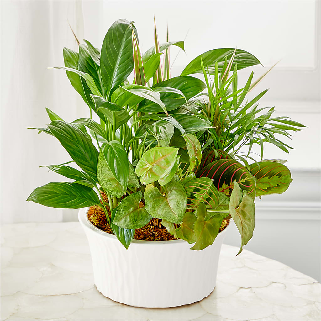 Balance & Harmony Dishgarden – Flowers By Dillenbecks, Johnson City NY