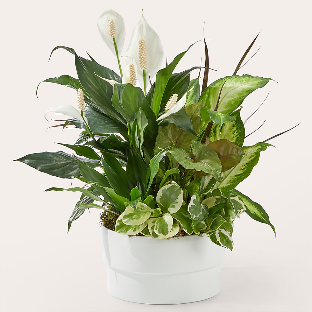 Radiating Positivity Dishgarden – Flowers By Dillenbecks, Johnson City NY