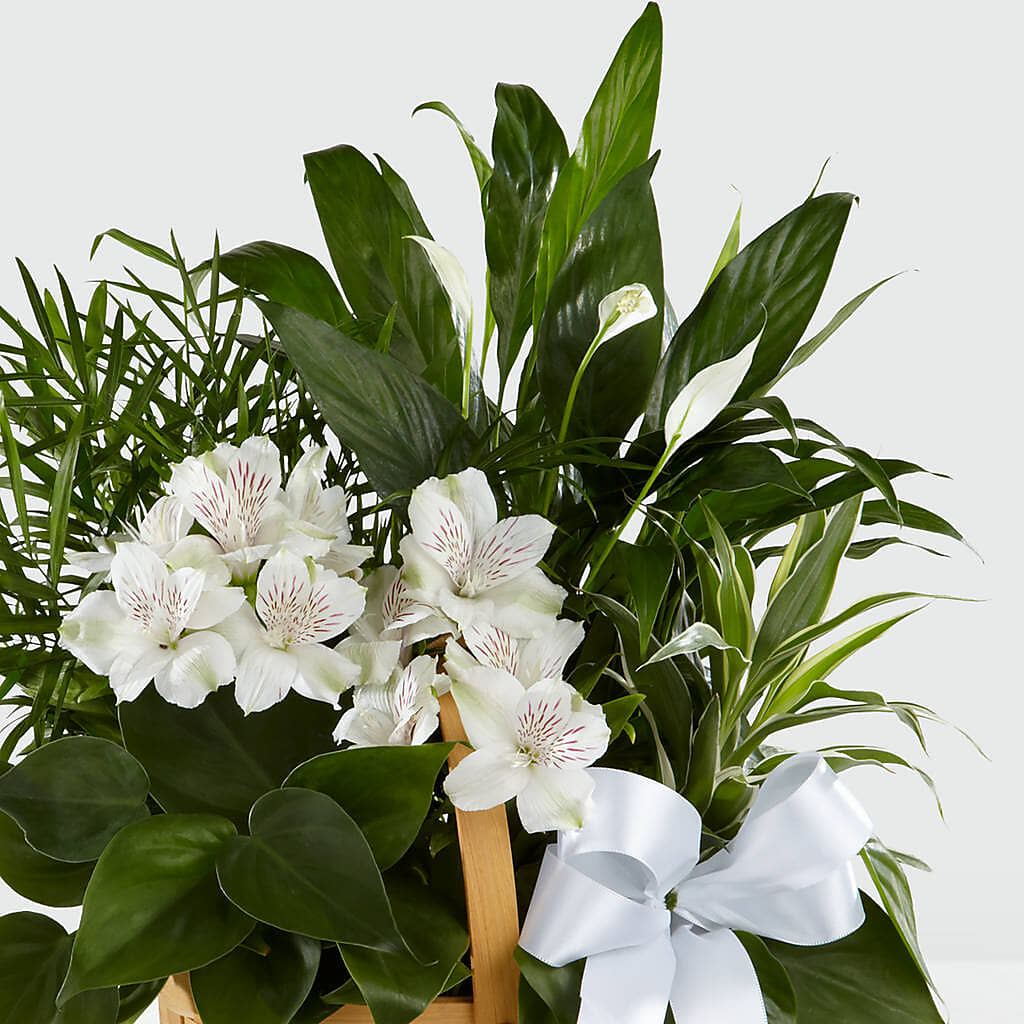 Peace & Serenity Dishgarden –  Flowers By Dillenbecks, Johnson City NY