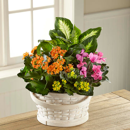 Color Crush Dishgarden –  Flowers By Dillenbecks, Johnson City NY