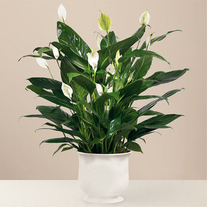 Comfort Planter –  Flowers By Dillenbecks, Johnson City NY