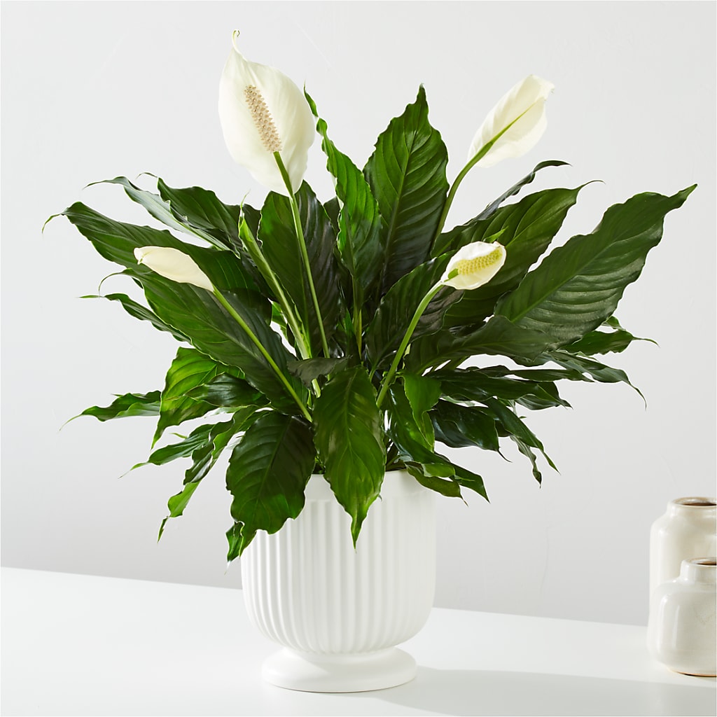 Comfort Planter –  Flowers By Dillenbecks, Johnson City NY