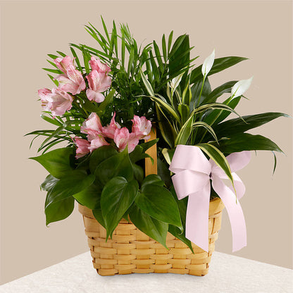 Living Spirit Dishgarden –  Flowers By Dillenbecks, Johnson City NY