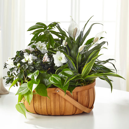 Serene Dishgarden –  Flowers By Dillenbecks, Johnson City NY