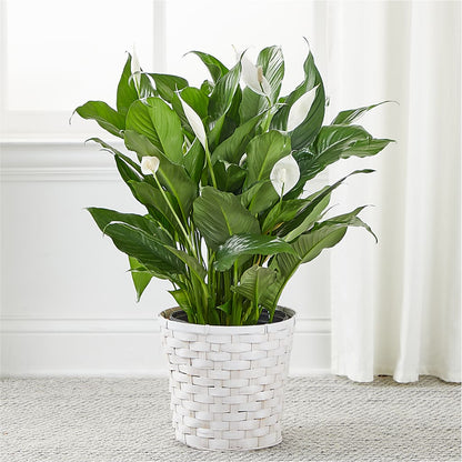 A New Leaf Peace Lily –  Flowers By Dillenbecks, Johnson City NY