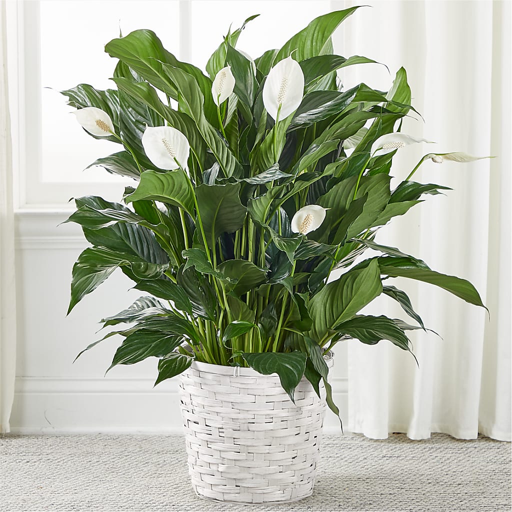 white lily plant A New Leaf Peace Lily