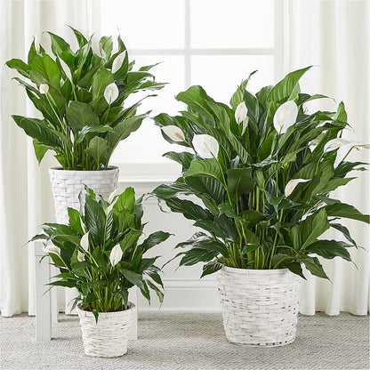 A New Leaf Peace Lily –  Flowers By Dillenbecks, Johnson City NY