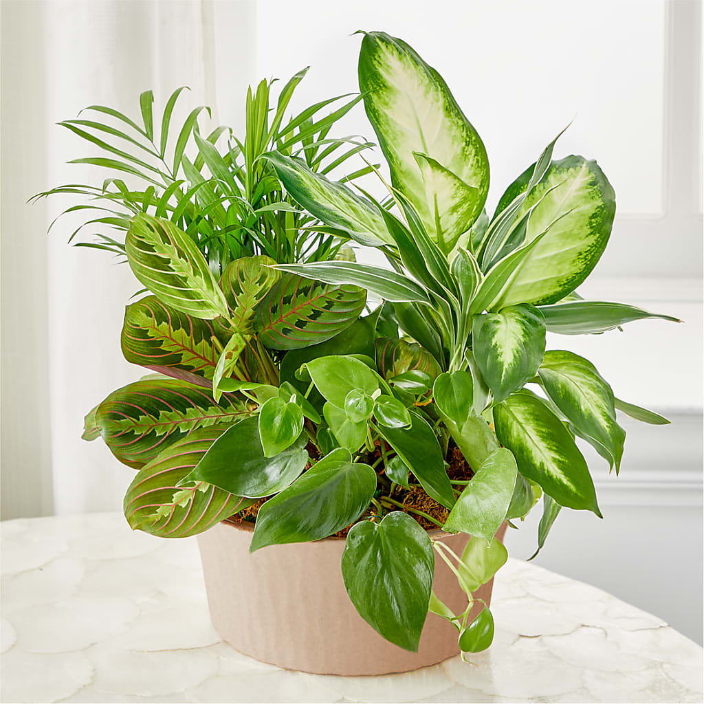 house plant arrangements Balance & Harmony Dishgarden – green flower arrangement | Johnson City, NY