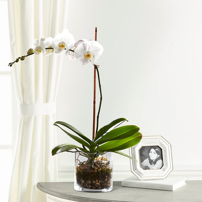 White Orchid Planter –  Flowers By Dillenbecks, Johnson City NY